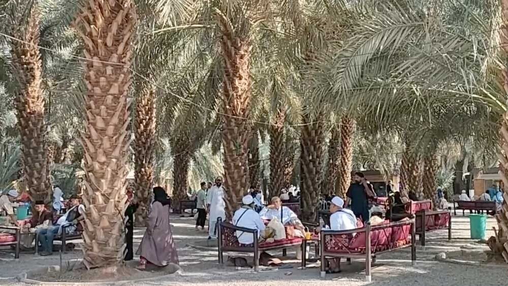 Kebun Kurma Madinah